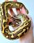 Питон королевский Pastel yb leopard CB (с)  Python regius