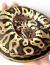 Питон королевский Pastel yb leopard CB (с)  Python regius