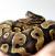 Питон королевский Yellow belly specter CB (с)  Python regius