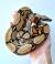 Удав обыкновенный (с) CB  Boa constrictor