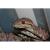 Удав cадовый WC  (с)  Corallus enydris