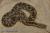 Удавчик шершавохвостый WC (с)  Gongylophis conicus