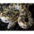 Удавчик шершавохвостый WC (с)  Gongylophis conicus