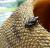 Полоз маисовый Anerythristic   Pantherophis guttatus guttatus var. Anerythristic