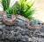 Полоз маисовый Okeetee  Pantherophis guttatus guttatus var. Okeetee