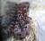 Полоз маисовый Okeetee  Pantherophis guttatus guttatus var. Okeetee