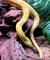 Полоз маисовый  Pantherophis guttatus