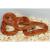 Полоз маисовый Motley striped albino  Pantherophis guttatus guttatus var.Motley striped albino