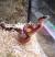 Полоз маисовый Scaleles Оkeetee  Pantherophis guttatus guttatus