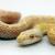 Полоз островной albino  Elaphe climacophora albino