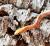 Полоз лучистый T+Albino  Coelognathus radiatus var.T+Albino