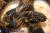 Королевская змея апалачикольская  Lampropeltis getula meansi goini