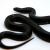 Королевская змея черная (самец)  Lampropeltis getula nigrita