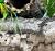 Королевская змея великолепная  Lampropeltis splendida