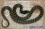 Королевская змея великолепная  Lampropeltis splendida