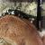 Королевская змея обыкновенная калифорнийская Aberrant  Lampropeltis getula californiae Aberrant