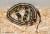 Королевская змея обыкновенная калифорнийская Striped aberrant  Lampropeltis getula californiae Striped aberrant