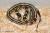 Королевская змея обыкновенная калифорнийская Striped  Lampropeltis getula californiae var. Striped