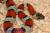 Королевская змея Тэйера  Lampropeltis leonis (L. mexicana thayeri)