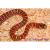 Королевская змея горная Кноблоxа  Lampropeltis pyromelana knoblochi