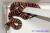 Молочная змея андская  Lampropeltis micropholis (L.triangulum andesiana)