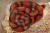 Молочная змея гондурасская Tangerine  Lampropeltis triangulum hondurensis Tangerine