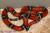 Молочная змея синалойская  Lampropeltis triangulum sinaloae