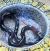 Молочная змея синалойская Applegate  Lampropeltis triangulum sinaloae