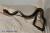 Подвязочная змея краснопятнистая  Thamnophis sirtalis concinnus