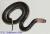 Лучистая змея  Xenopeltis unicolor