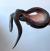 Лучистая змея  Xenopeltis unicolor
