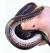 Лучистая змея XXLXenopeltis unicolor
