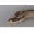 Уж свиноносый Anaconda  Heterodon nasicus Anaconda