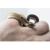 Уж свиноносый Anaconda  Heterodon nasicus Anaconda