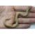 Уж свиноносый "Anaconda" SHeterodon nasicus "Anaconda"