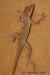 Анолис гребенчатый  Anolis cristatellus