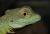 Василиск шлемоносный WC  Basiliscus plumifrons