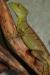Василиск шлемоносный CB  Basiliscus plumifrons