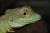 Василиск шлемоносный CB  Basiliscus plumifrons