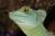 Василиск шлемоносный CB  Basiliscus plumifrons