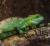 Василиск шлемоносный CB  Basiliscus plumifrons