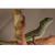 Василиск шлемоносный CB  Basiliscus plumifrons