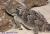 Жабовидная ящерица плоскорогая  Phrynosoma platyrhinos