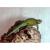 Игуана заборная малахитовая WC  Sceloporus malachiticus
