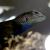 Игуана заборная малахитовая WC  Sceloporus malachiticus