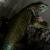 Игуана заборная малахитовая WC  Sceloporus malachiticus