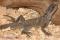 Агама парусная  (Ceram) MHydrosaurus amboinensis | Цена: 18 | На складе 5 шт.