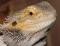 Агама бородатая "colored" MPogona vitticeps "colored " | Цена: 9 | На складе 2 шт.