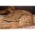 Шипоxвост Гейра WC(с)  Uromastix geyri