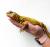 Шипоxвост Гейра WC(с)  Uromastix geyri